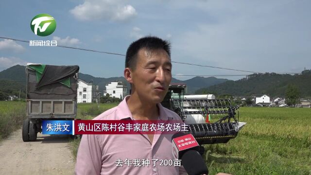 黄山区:3500亩再生稻迎来丰收