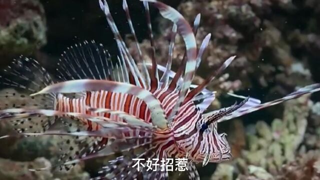 海底的微观世界实在是太好看了吧,各种各样的生物,奇妙的海底世界,太美了