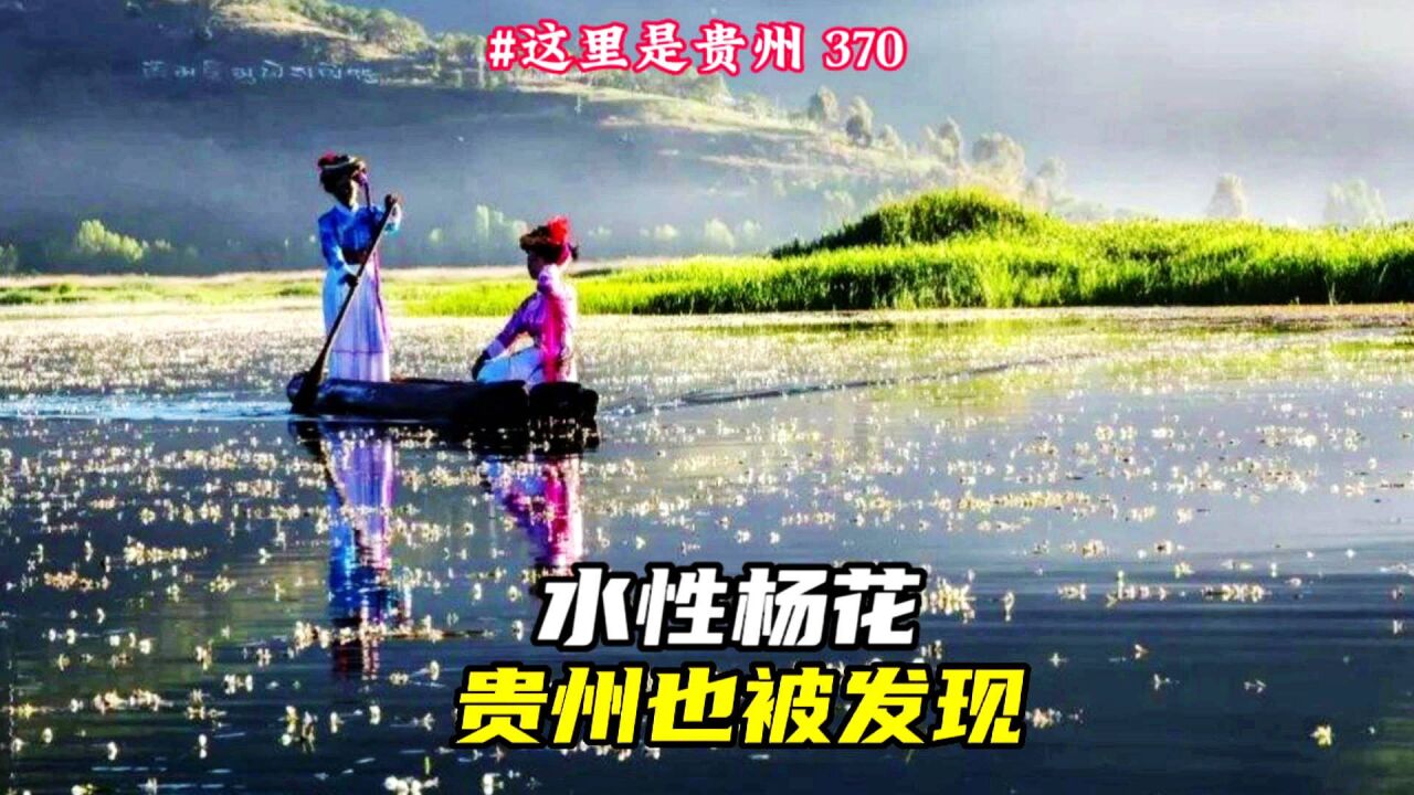 在贵州竟发现水性杨花,原本云南泸沽湖才有,为何其他地方会消失