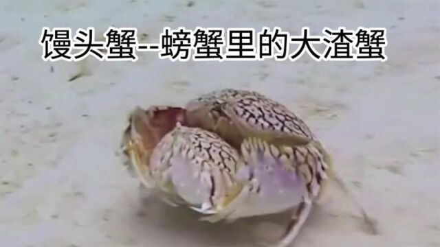 馒头蟹被错认为好男人的“大渣蟹”