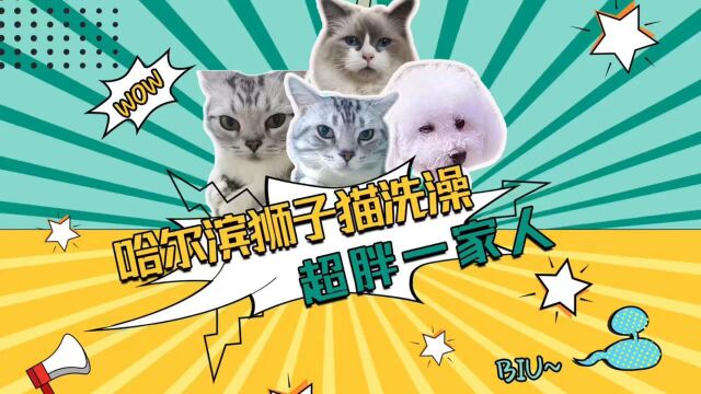 哈尔滨狮子猫