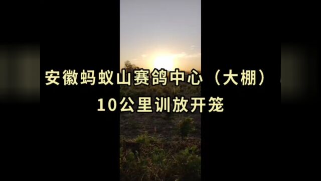 安徽蚂蚁山赛鸽中心(大棚)10公里训放开笼