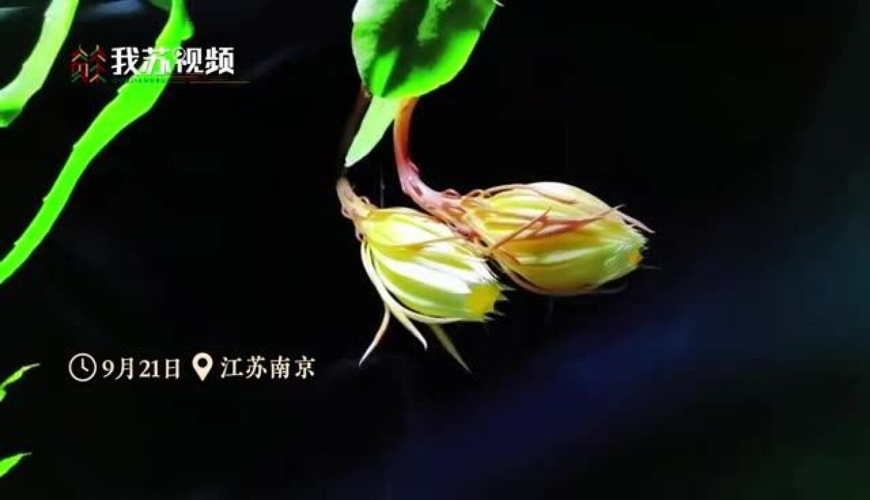 昙花一现!30秒看昙花绽放