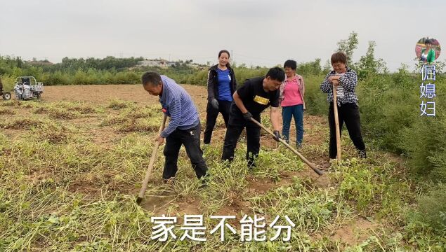 全家地里刨花生,婆婆说了啥倔媳妇提议要分家,华强一旁瞎起哄