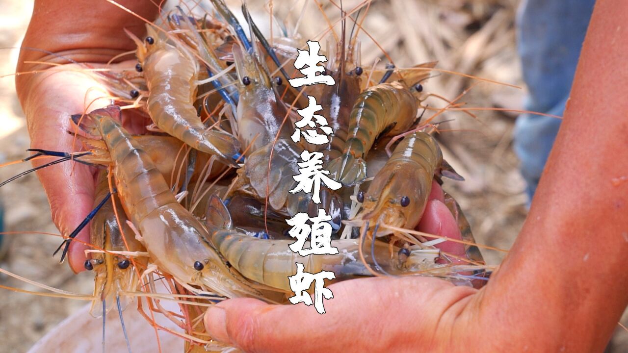 农民丰收节,河源一日游,吃生态虾,全猪宴