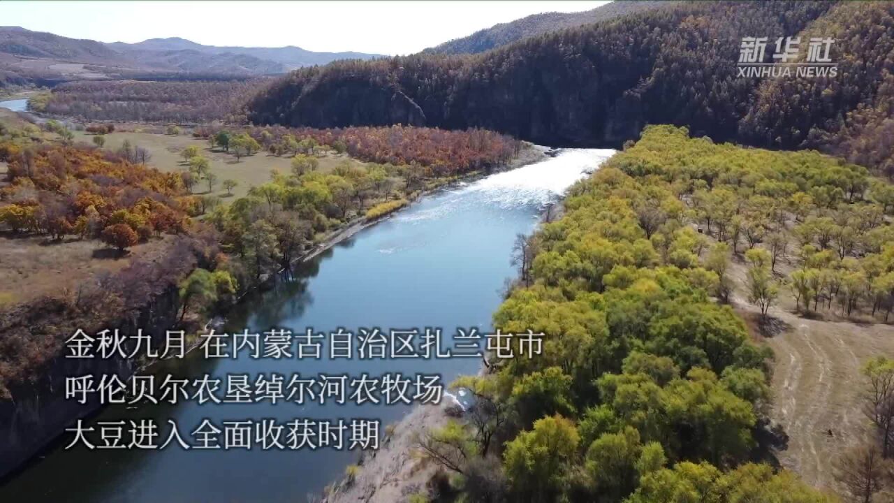 内蒙古扎兰屯:岭上森林岭下田 金秋“丰”景入画来