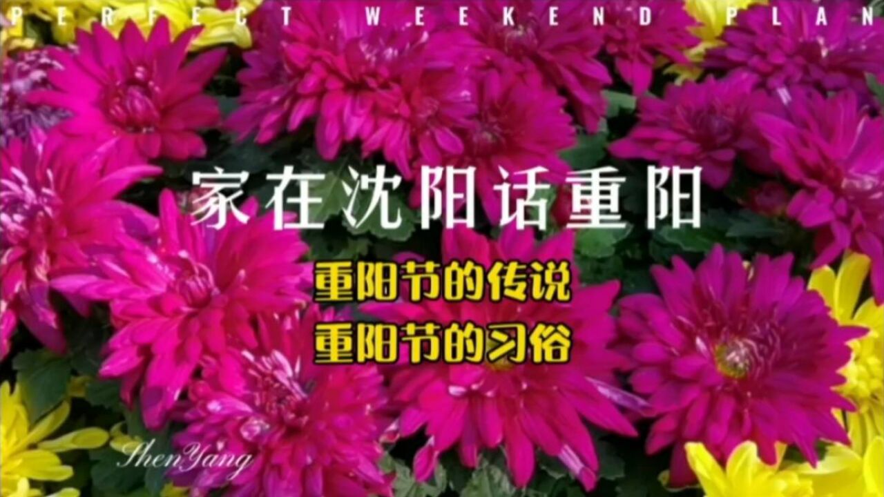 家在沈阳话重阳:重阳节的传说,重阳节的习俗