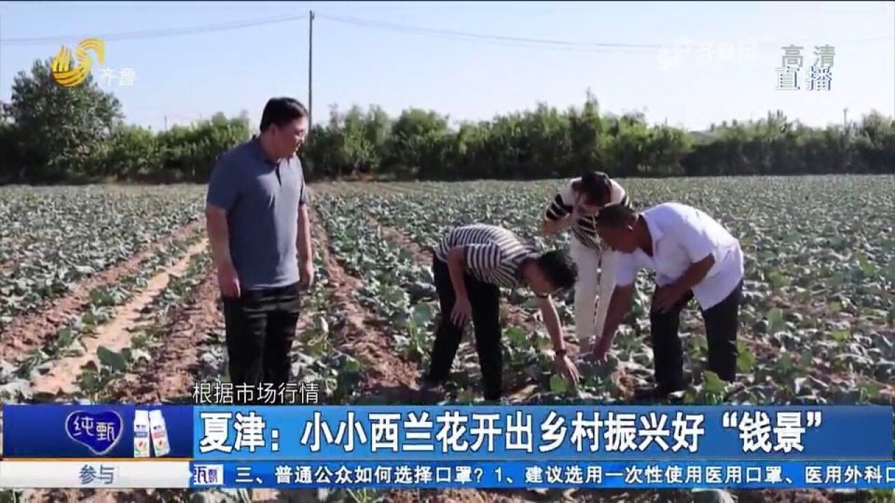 夏津开展特色农业种植,小小西兰花开出＂致富花＂,村民致富有奔头