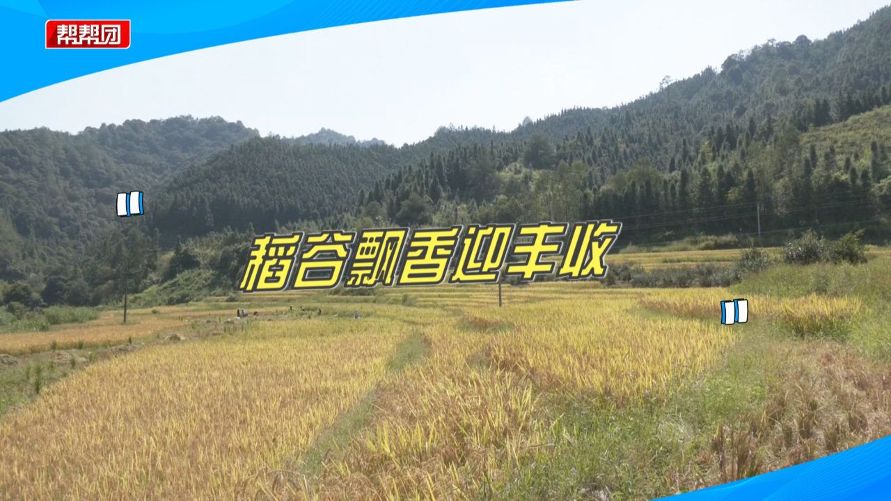 稻谷飘香迎丰收!4千多亩水稻相继成熟,农民们抢抓天气忙收割