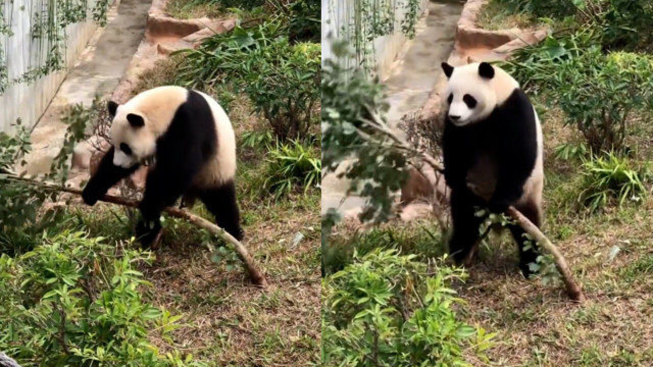 有正常动物吗?南宁动物园大熊猫变“大能猫”:这门票买得值!