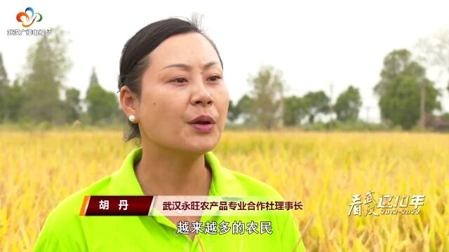 黄陂区:土地流转活起来 科学种田富起来