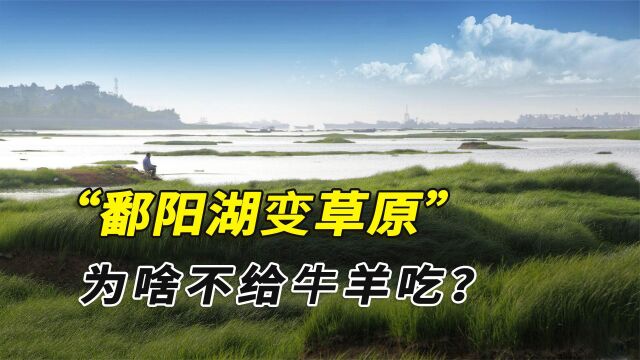 鄱阳湖几乎干涸,湖底变成大草原,这些草为啥不能给牛羊吃?