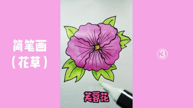 【花草简笔画】03:分享各种花草的简笔画,一起来试试吧