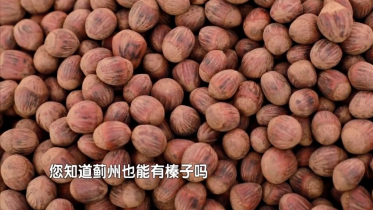 蓟州也有榛子?浓缩的都是精华,入口香甜,个个饱满