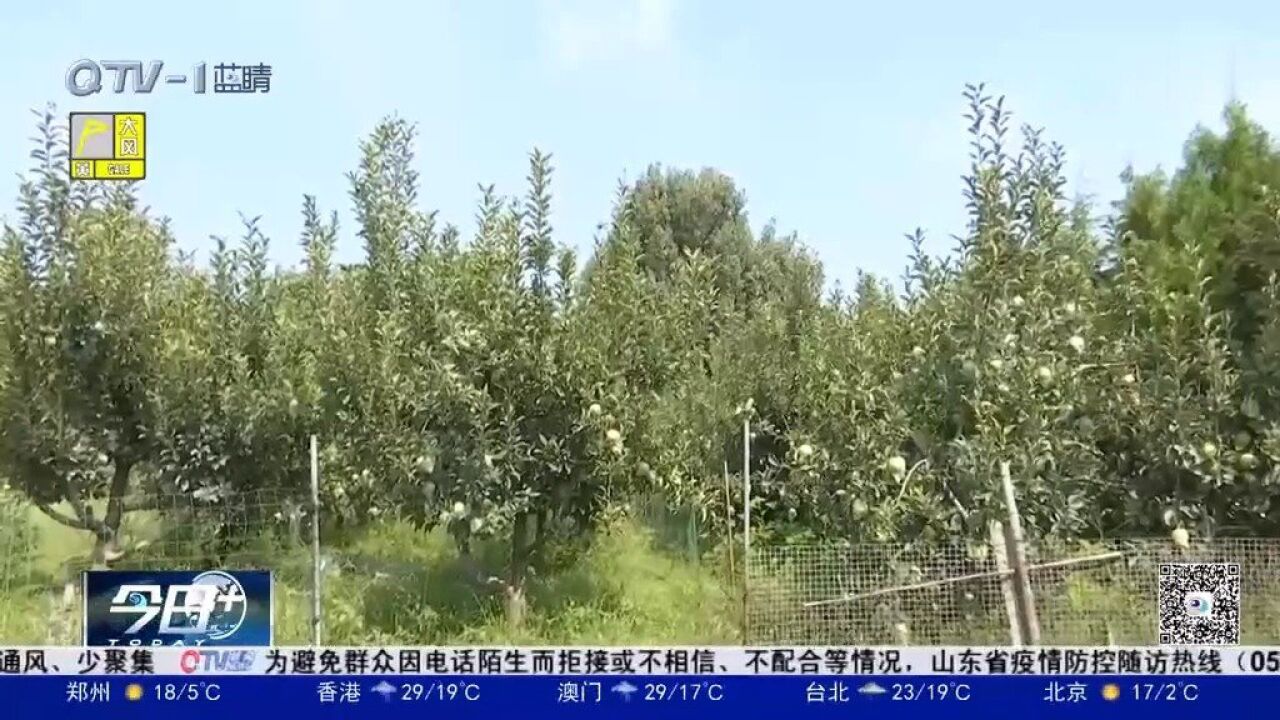 宝山苹果变身“致富果”,映红产业振兴路