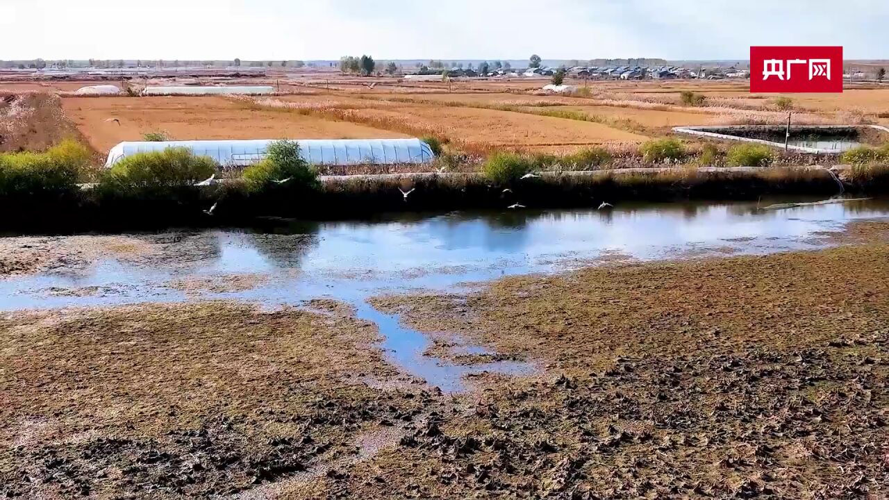 我眼中的望奎——西洼荒湿地之秋