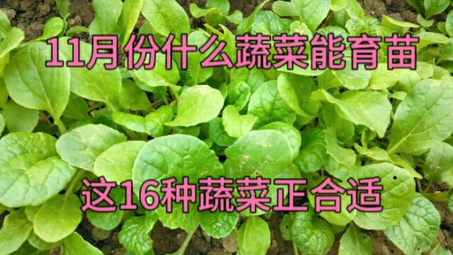 十一月份什么蔬菜能育苗?这16种蔬菜正合适,大家别忘了