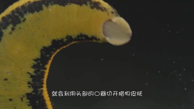 水蛭号称“吸血狂魔”,它对血液究竟有多敏感?男子决定下水亲测!