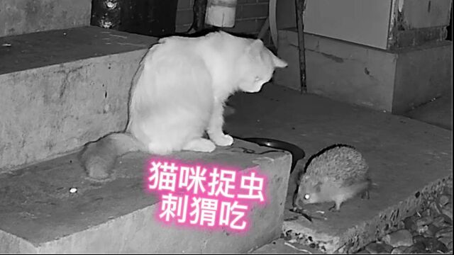 22.10.13 互助友爱?猫咪捉虫子,刺猬吃