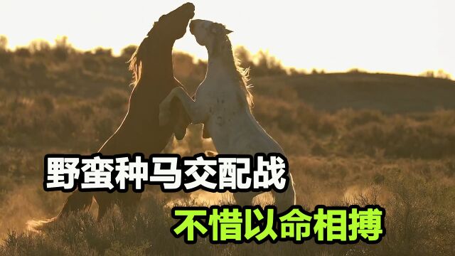 野马为争夺交配权以命相搏,抬腿猛踢对方要害,太狠了