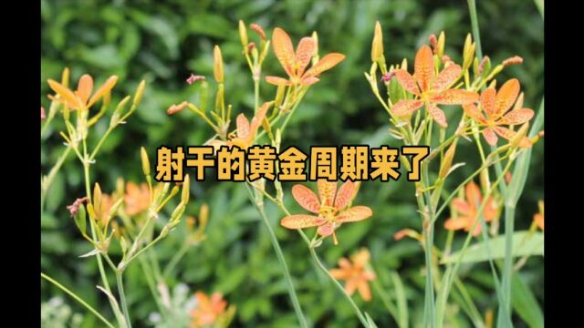 高鹏说药材:射干的黄金期来了