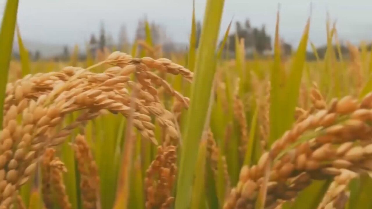 粮食事关国运民生 粮食安全是国之大者