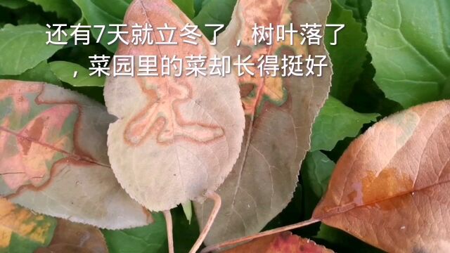 还有7天就立冬了,树叶落了,菜园里的菜却长得挺好