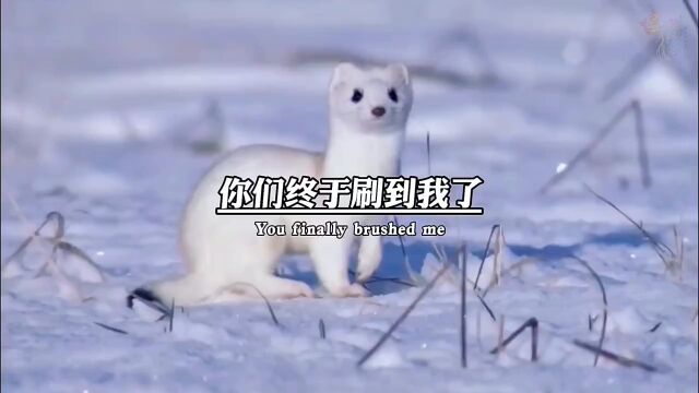 雪貂 \