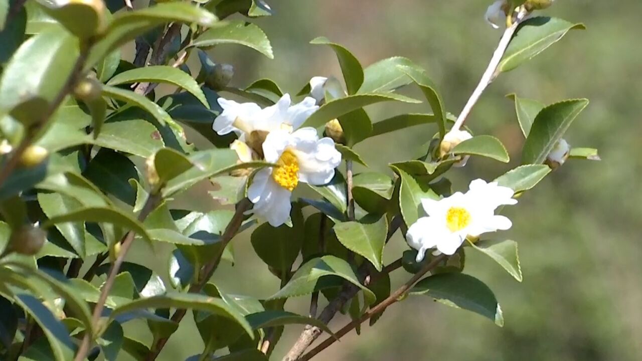 硕果累累!广东韶关乳源油茶迎来采摘季,助力石灰岩山区增收