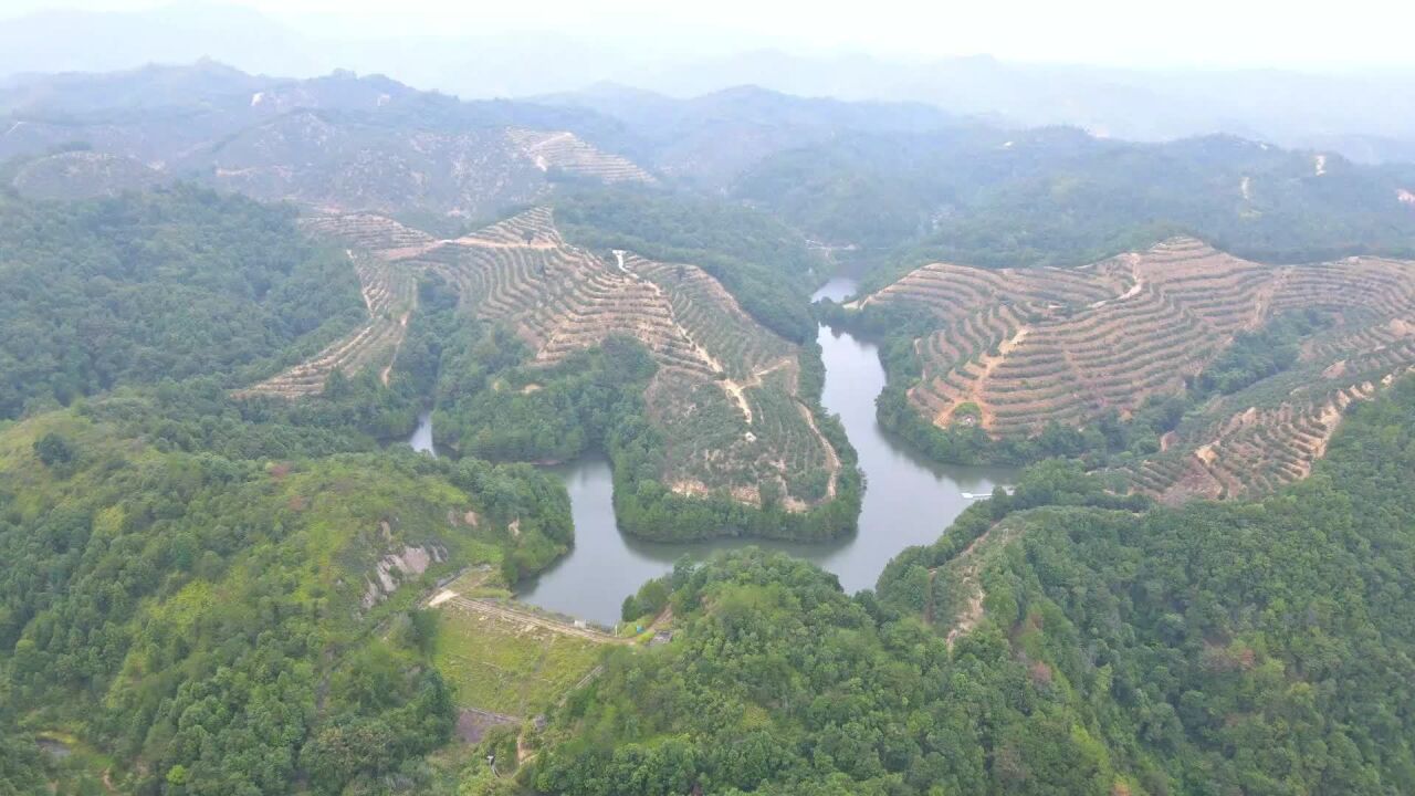 视频 | 河源龙川黄石镇:油茶丰收季 农户采摘忙