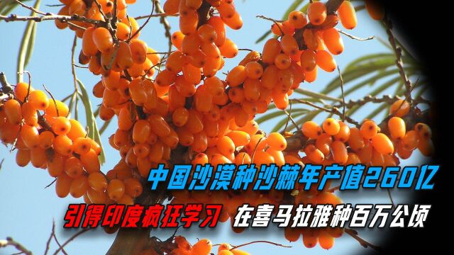 零下50度冻不死!中国沙漠种沙棘年产值260亿,印度花两亿学习!