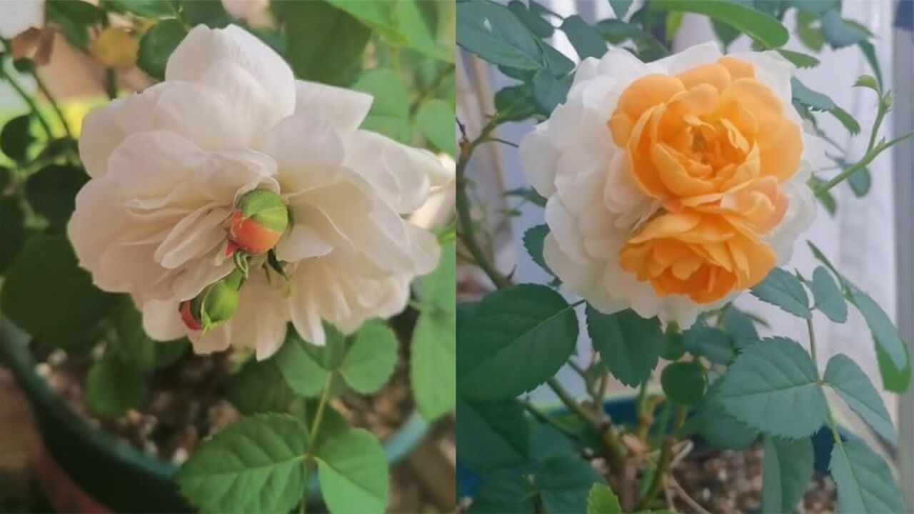 女子发现月季花蕊中长出花苞,3天后竟开出妖艳双色花:锦上添花