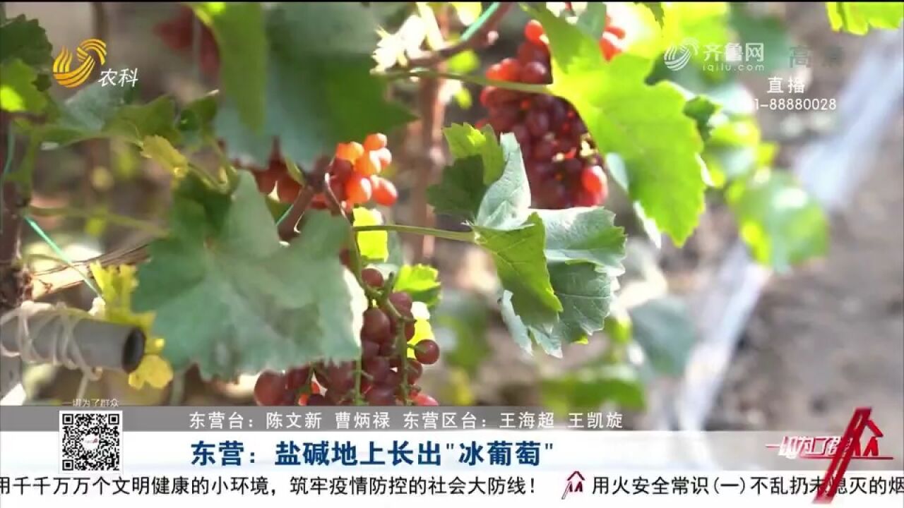 盐碱地上长出冰葡萄,错峰上市卖出好“身价”,串起村民致富路