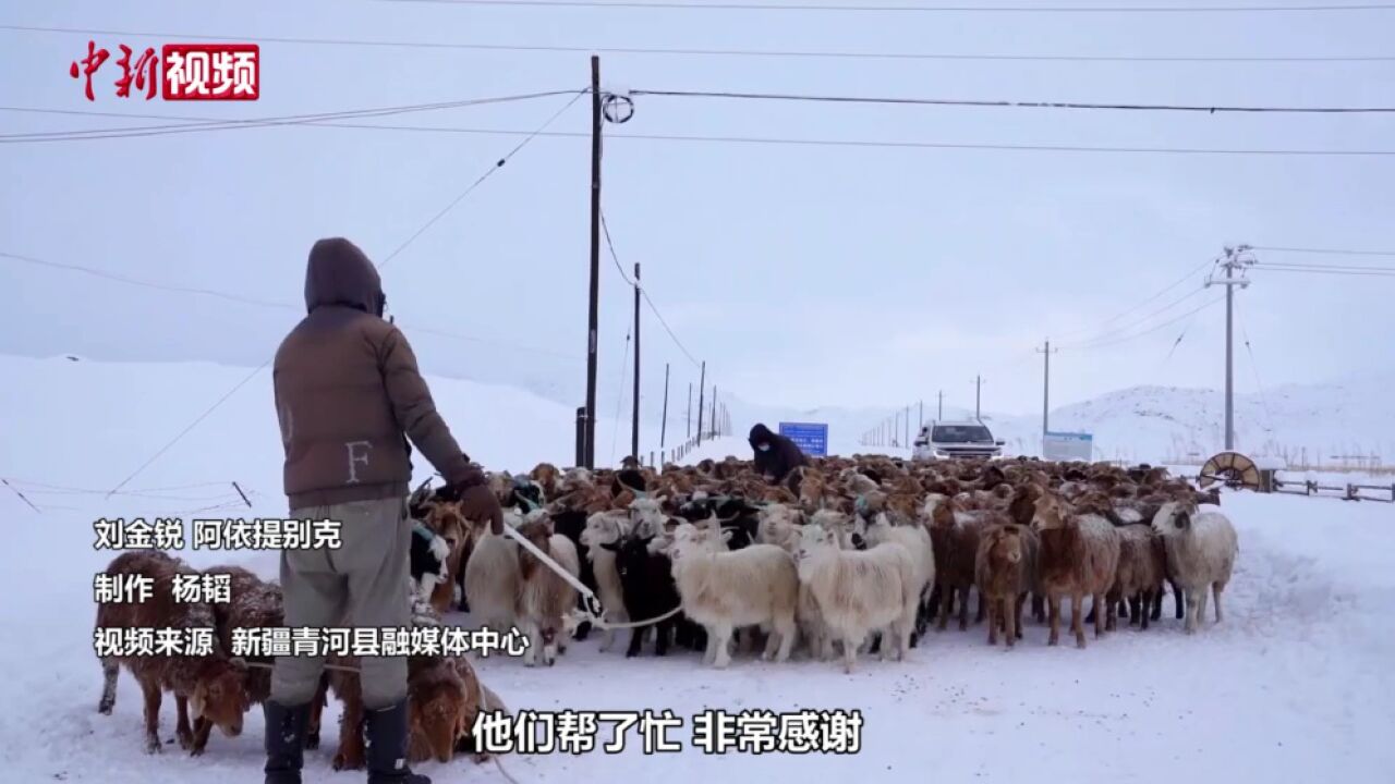 新疆青河县:大型铲车助力牧民和羊群顺畅“回家”