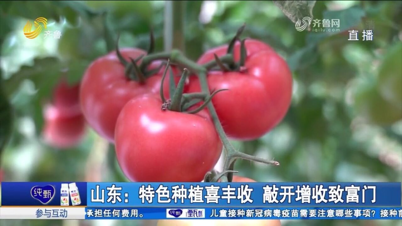 山东各地因地制宜发展特色种植,山药、菊花、西红柿,铺就致富路