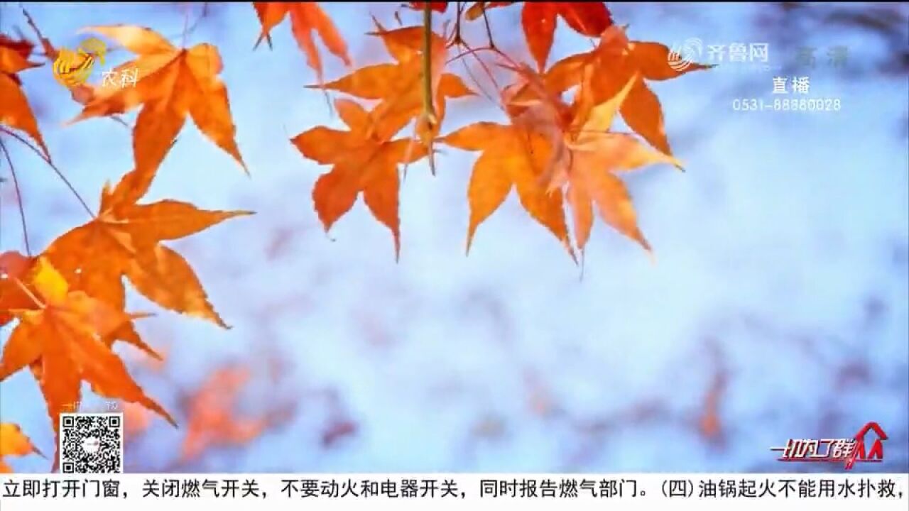 惊艳!邹城:冬日落日余晖美景如诗如画,漫天霞光美醉了一座城