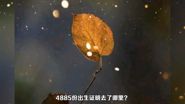 4885份出生证明去了哪里?