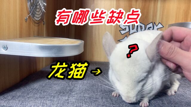 龙猫除了看见新奇东西会去咬之外,还有哪些缺点?我来举几个例子