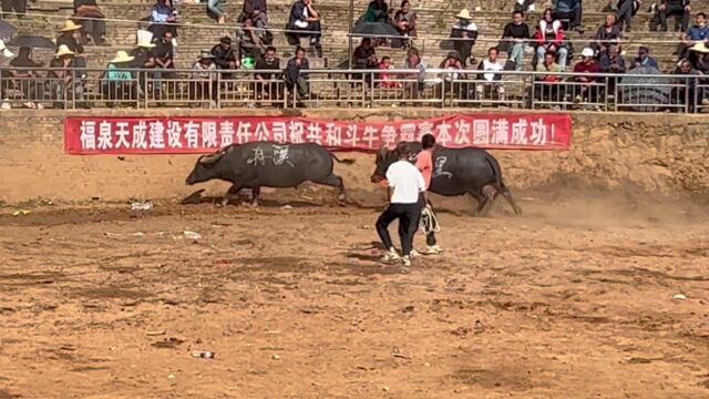 苗年斗牛打的天昏地暗,凯里共和村体验天亮文化