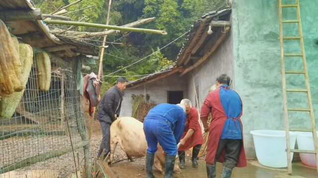 四川农村开始杀年猪了,总共1400多斤,养一年的土猪这肉怎么样?