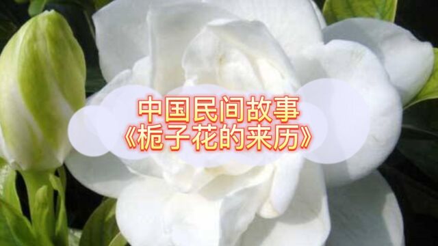 中国民间故事《栀子花的来历》