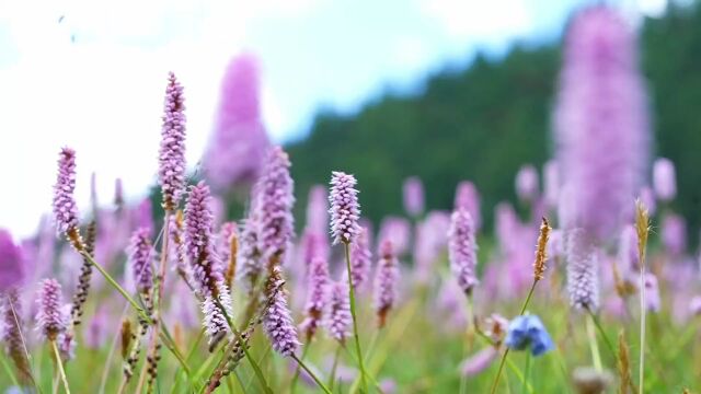 祝贺!我州稻城县香格里拉镇亚丁村成为第四批全国乡村旅游重点村