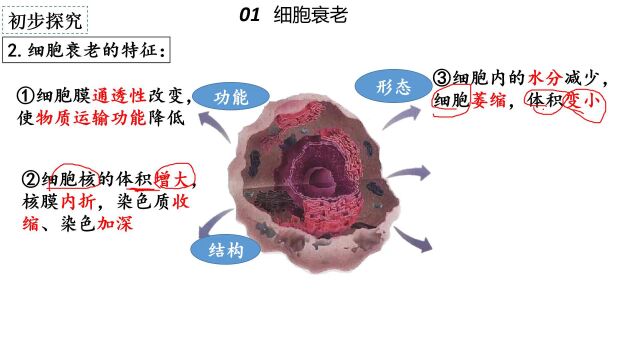 细胞的衰老与死亡