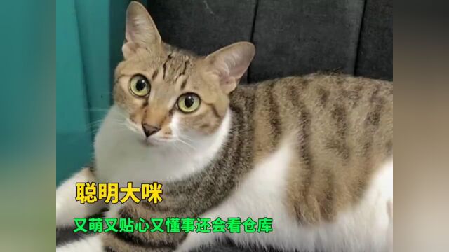 “梦中情猫”大咪:懂人话干人活让人心疼,还会看仓库 #猫 #网红 #萌宠