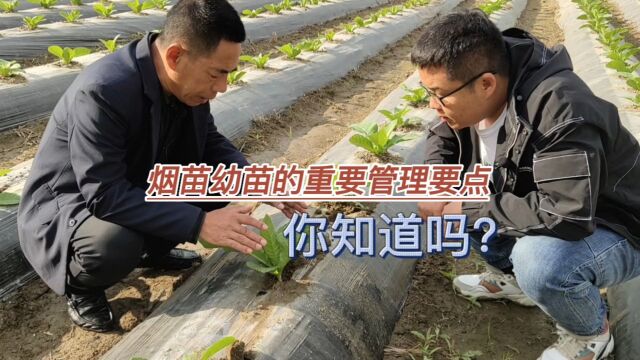 烟草幼苗的重要管理要点你知道这个吗?