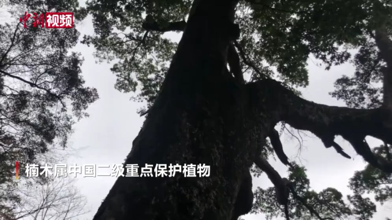 贵州警方破获系列危害国家重点保护植物案