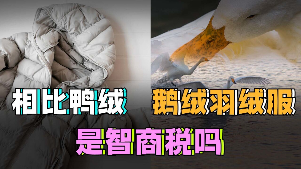 相比鸭绒,鹅绒羽绒服是不是智商税呢?