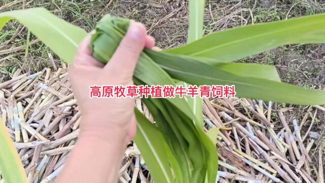 高原牧草种植做牛羊青饲料,巨菌草适口性好,适合养殖户首选