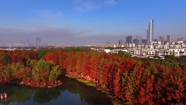 追风赶月莫停留,平芜尽处是春山.(视频来源:苏州工业园区人民法院)