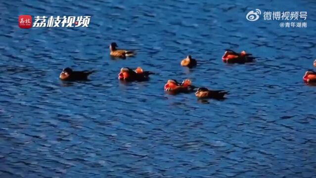 太美了!贵州天生湖鸳鸯戏水